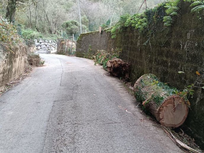 Un árbol de gran porte cae sobre la calzada en La Penilla y arrastra cables eléctricos