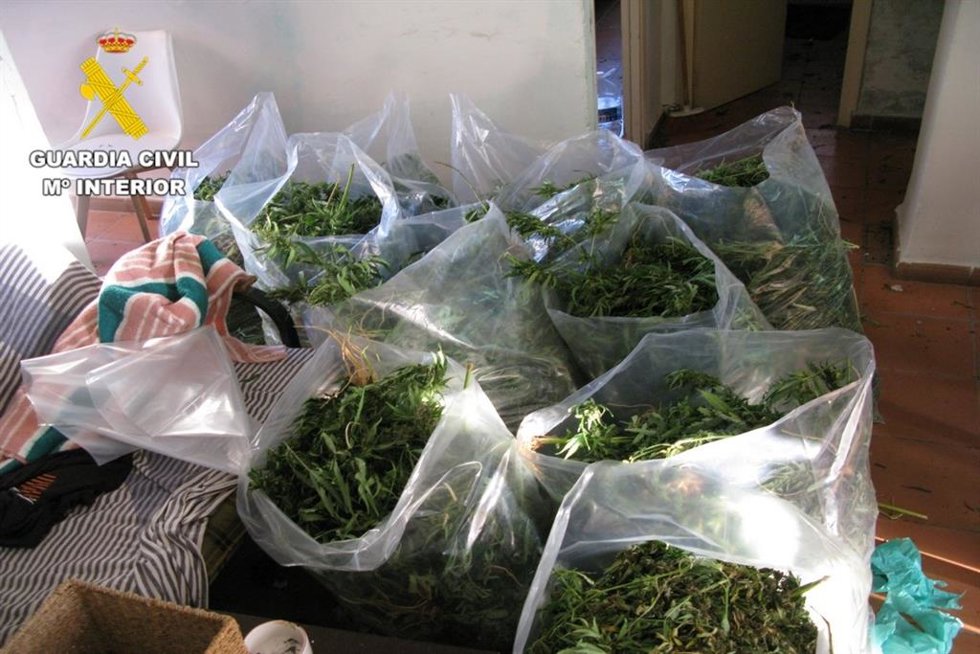 Marihuana intervenida en la operación 'Almuelco25'