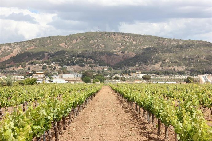 Imagen de archivo de un viñedo en el municipio de Pinoso (Alicante)