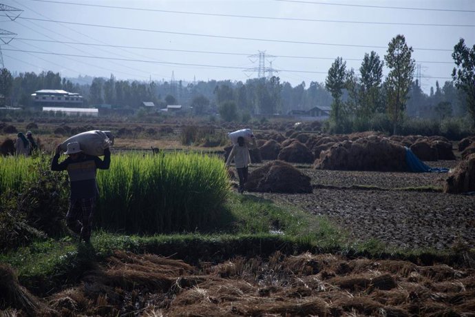 Archivo - Agricultores trabajando tras inundaciones en la región de Cachemira (India).