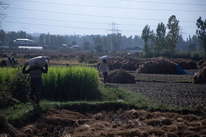 Archivo - September 17, 2025, Budgam, Jammu And Kashmir, India: A farmer carries paddy seeds after harvesting rice in a field on a sunny day in Budgam. Recent flash floods in Kashmir have destroyed standing paddy and apple crops across several districts a