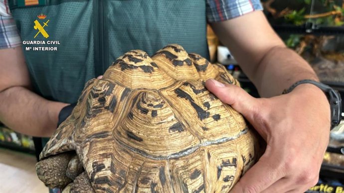 Intervenidos cerca de 500 animales exóticos protegidos en un falso refugio de Ávila