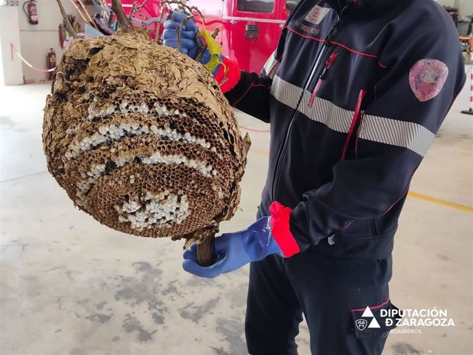 Nido retirado por los Bomberos de la DPZ en un parque de la localidad zaragozana de Borja.