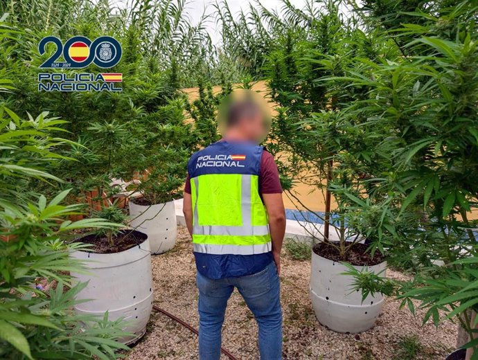 Plantación de marihuana intervenida