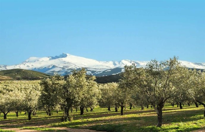 Olivar junto a Sierra Nevada.