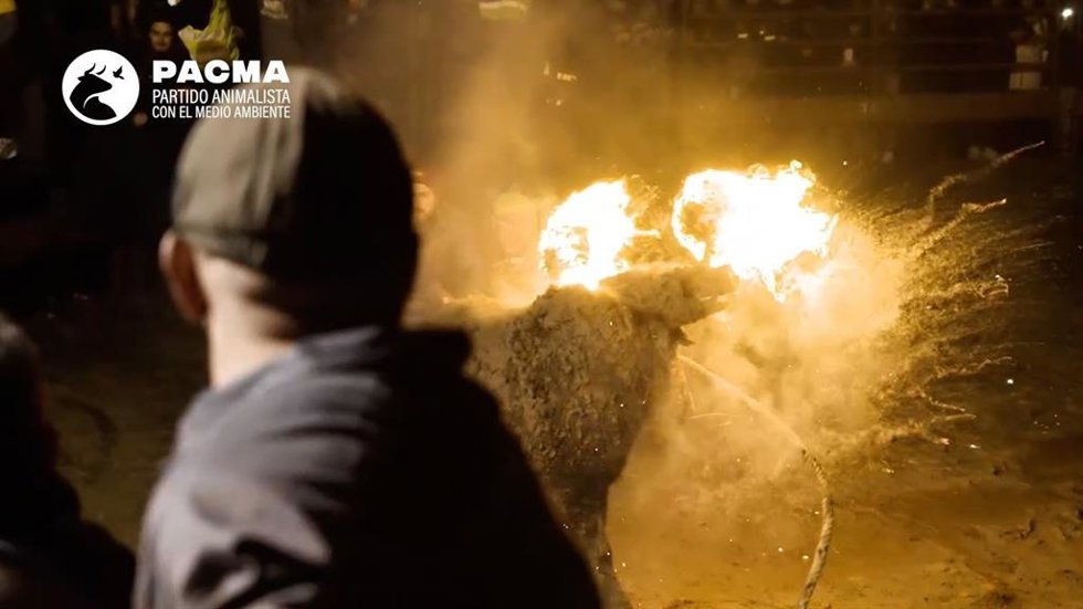 Pacma denuncia un "fuego fallido, organización desbordada, banderas franquistas y un recinto que se vació antes del fin de la fiesta" durante la celebración