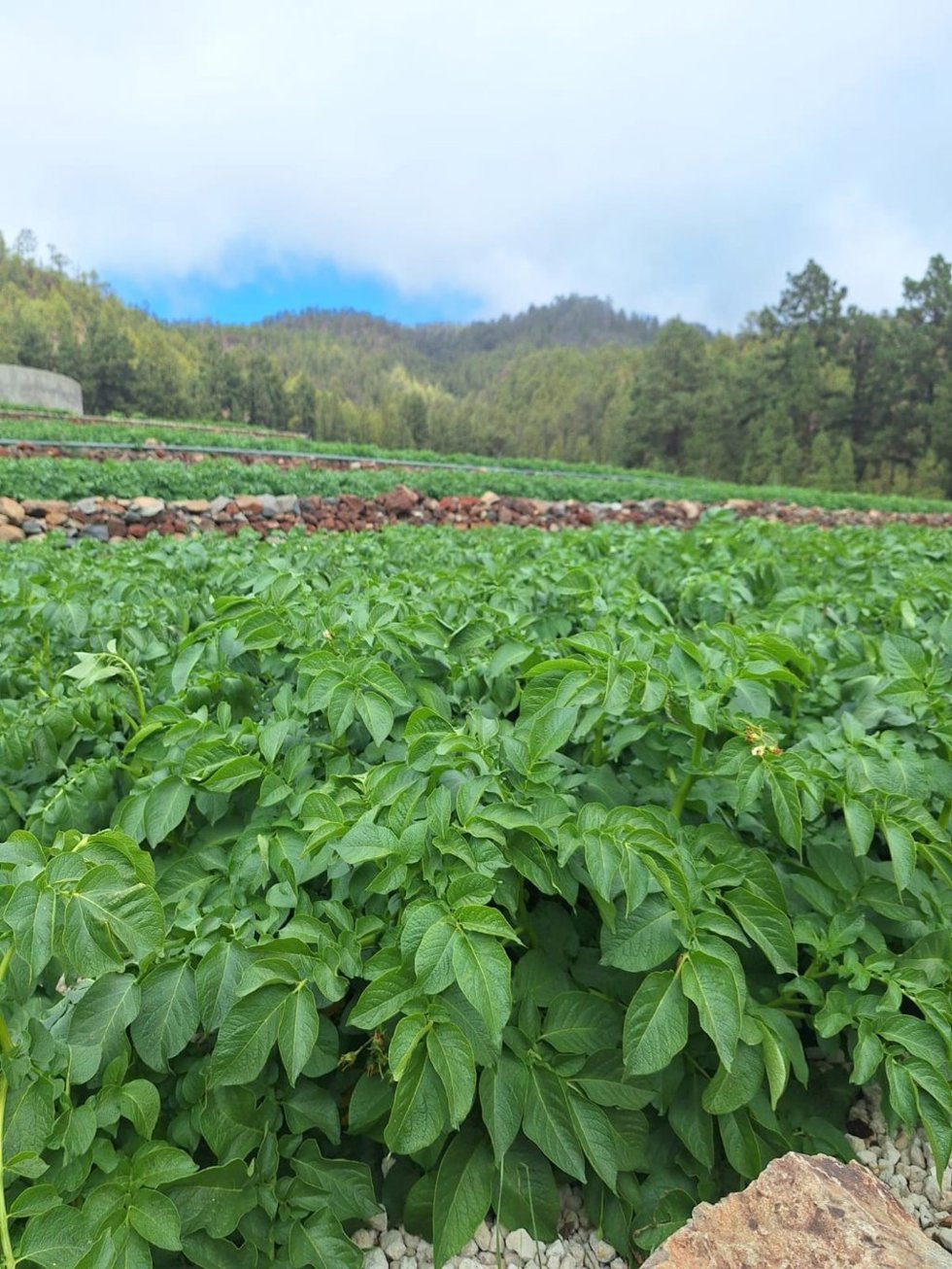 Tenerife pone en marcha un proyecto para definir y valorizar su cultivo de la papa