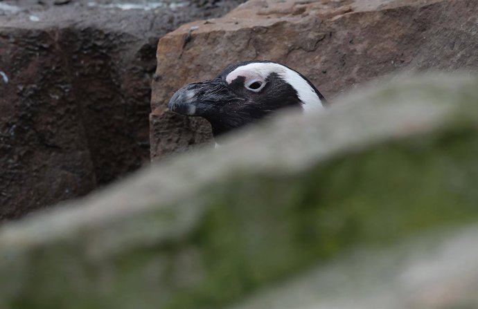 Archivo - Arquivo - 25 de janeiro de 2021, Berlim: Um pinguim africano se esconde atrás de pedras em seu recinto no zoológico Zoologischer Garten, em Berlim. Foto: Paul Zinken/dpa-Zentralbild/dpa