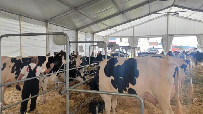 Archivo - Mercado de ganado en Villaviciosa.