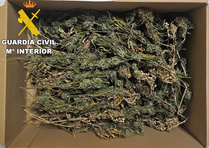 Cogollos de marihuana intervenidos en el vehículo del varón investigado por un delito contra la salud pública.