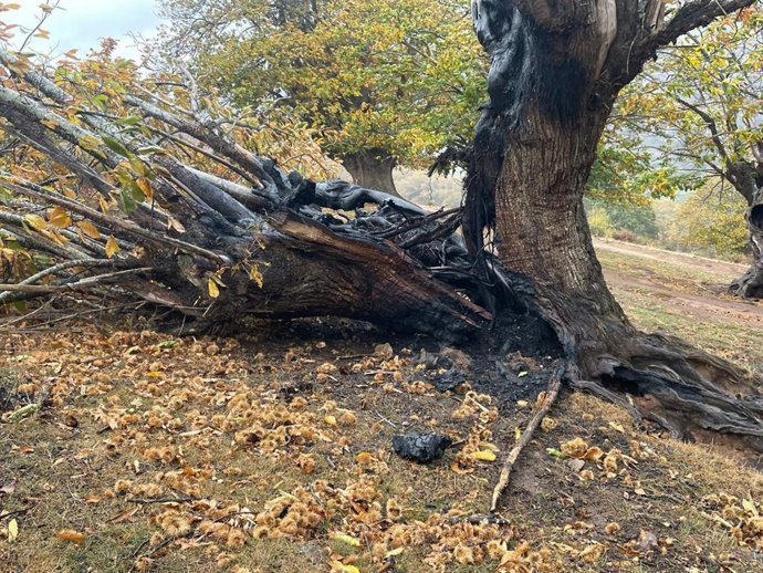 SEO lamenta la pérdida de 10 diez castaños de El Habario de Pendes y exige una investigación
