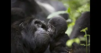 Uganda ofrece naturaleza única para celebrar estas Navidades con safaris personalizados familiares