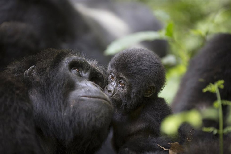 Uganda ofrece naturaleza única para celebrar unas fiestas llenas de aventura en safaris personalizados familiares