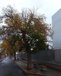 Árboles De La Zona De La  Albuera De Segovia.