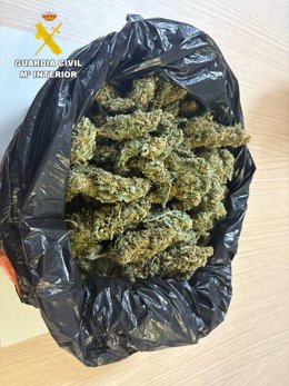 Cogollos de marihuana intervenidos.
