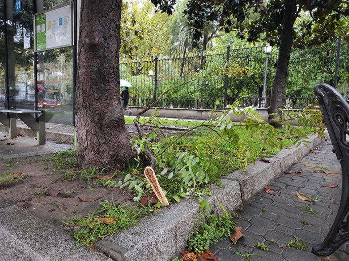 Una rama caída de un árbol en un día de lluvia en Córdoba.