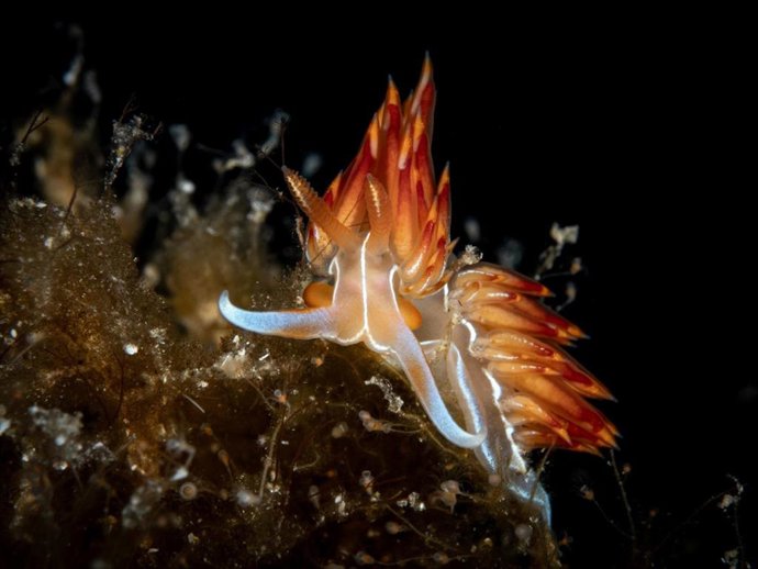 Especie del catálogo de Biodibal