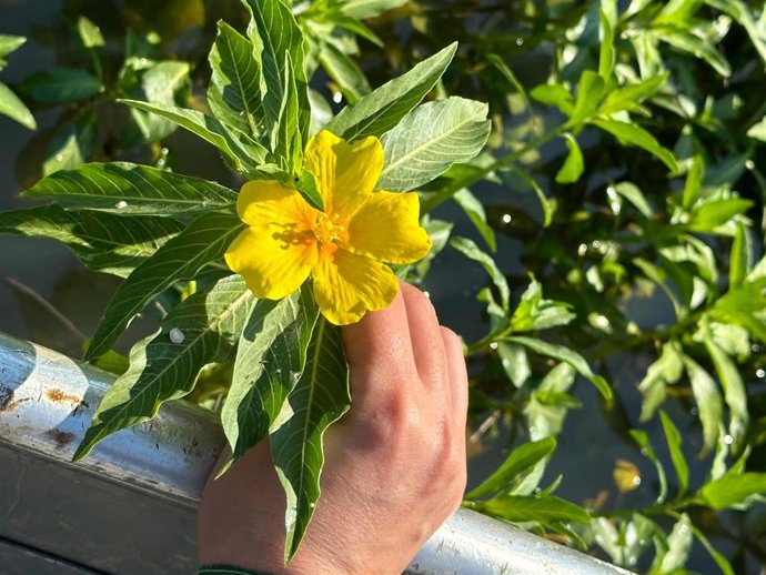 La CHG retira 45 hectáreas de la especie invasora Ludwigia spp en el embalse de Los Canchales
