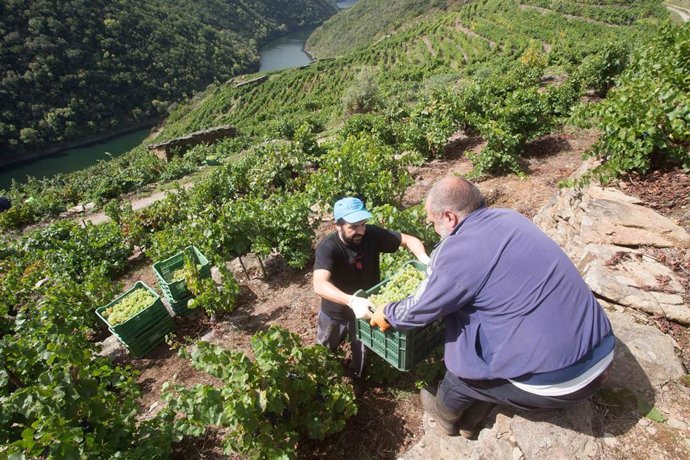 Archivo - Dos miembros de la familia Bendiña colaboran en la recogida de uva godello en los bancales de la Ribeira de Vilachá de Salvadur sobre el Río Sil, a 18 de septiembre de 2021, en Vilachá de Salvadur, A Pobra de Brollón, Lugo, Galicia.