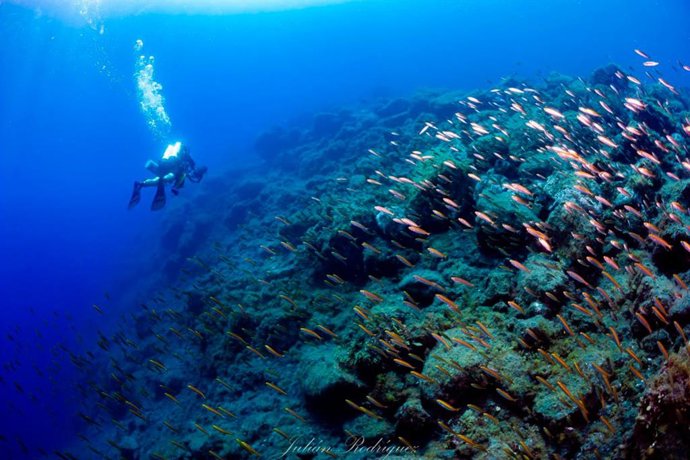 Fondo submarino en los deltas lávicos del Tajogaite, en la isla de La Palma