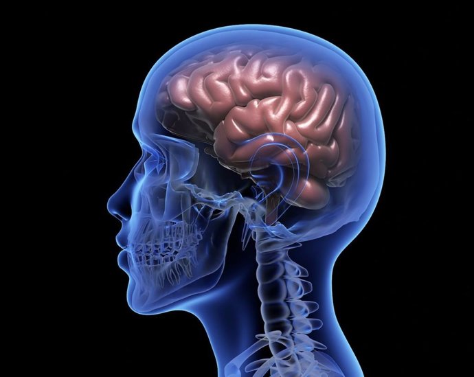 Archivo - Imagen de recurso de un cerebro.