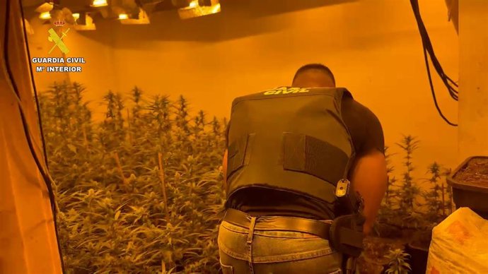 Desmantelado un 'narcochalé' en Chiva con 600 plantas de marihuana