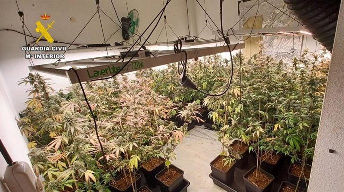 Operación contra un grupo dedicado al cultivo y distribución de marihuana en el Aljarafe sevillana.