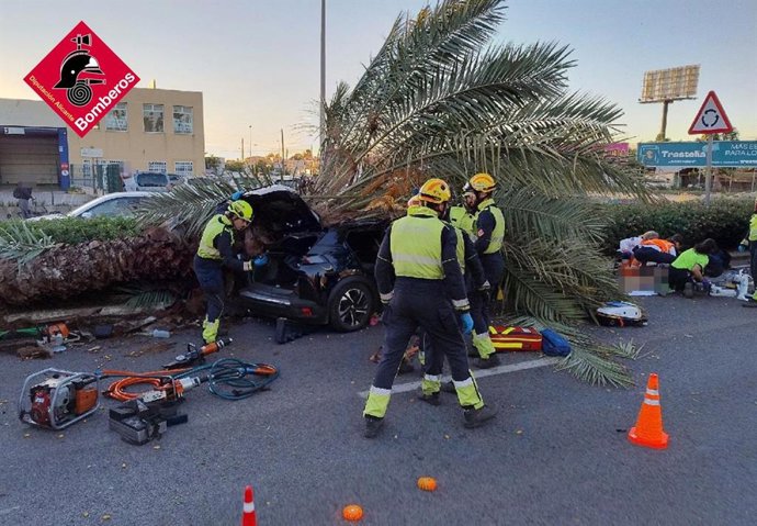 Muere un hombre al caer una palmera sobre su vehículo en la CV-905 en Torrevieja