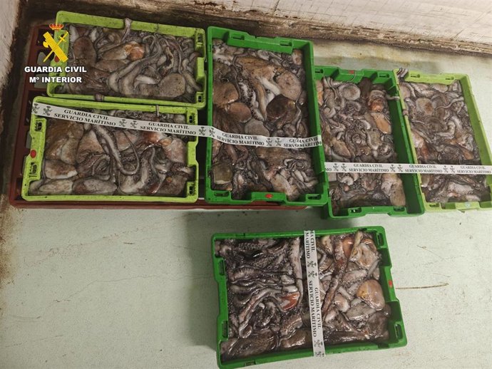 Pulpo intervenido en el puerto de A Coruña