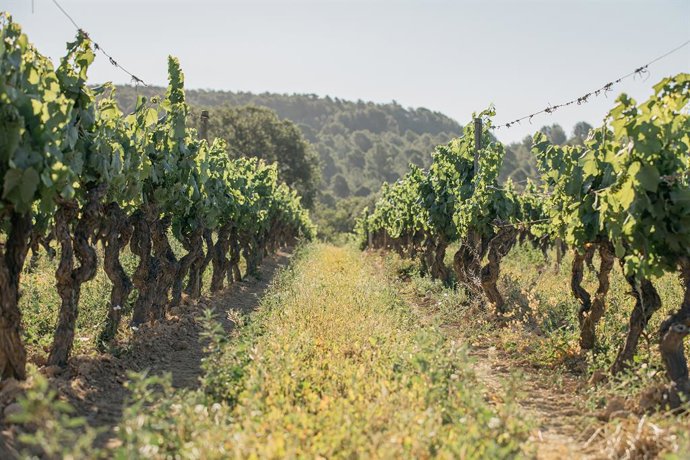 Archivo - Una vinya del celler Jean Leon