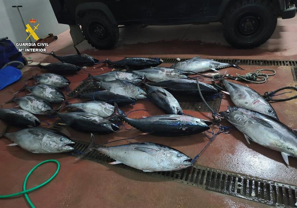 Piezas de atún rojo capturados ilegalmente y hallados en una furgoneta en Tarifa (Cádiz)