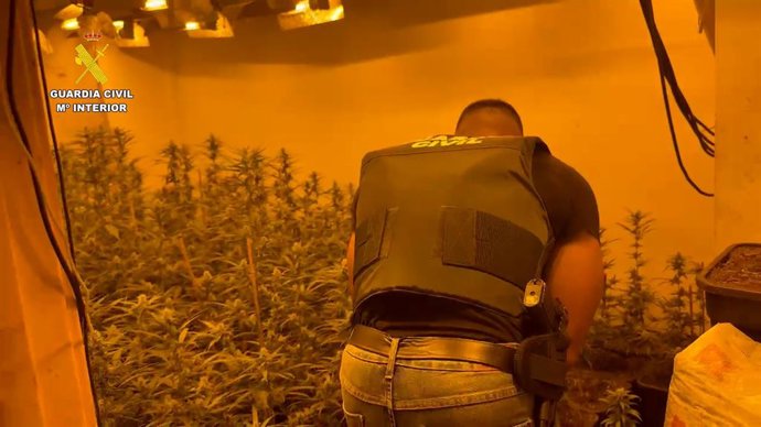 Desmantellat un 'narcoxalet' a Xiva amb 600 plantes de marihuana