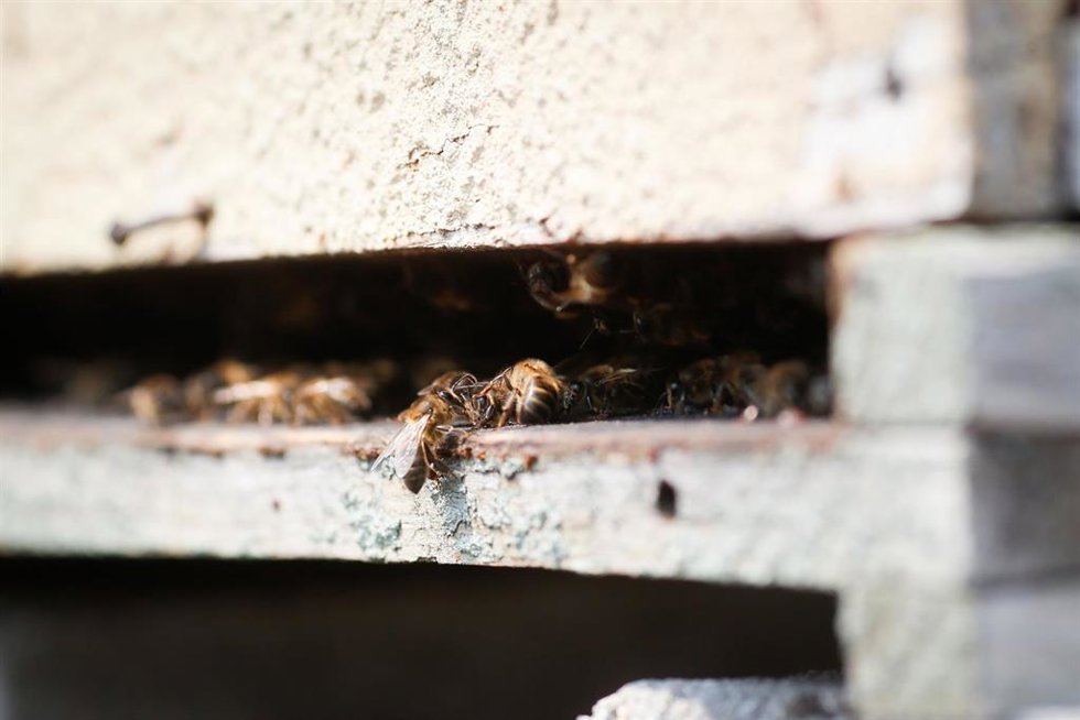 Archivo - Abejas 