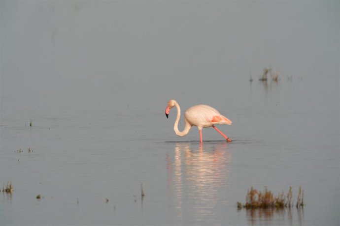 Archivo - Imágenes de las marismas de Doñana.