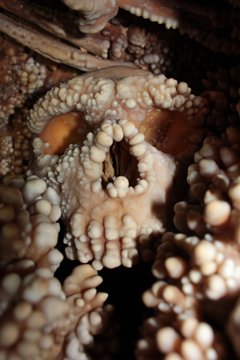 notibrasil sociedade