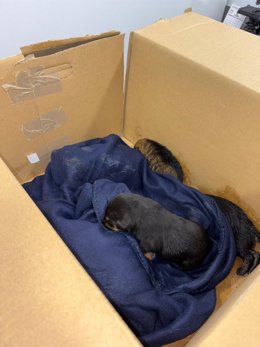 Rescatados cinco cachorros tirados a un contenedor de basura en Palencia.