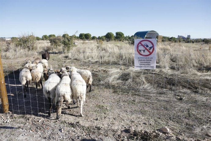 Valdebebas se convierte en la 'casa' de un rebaño de ovejas en un proyecto municipal de gestión ecológica