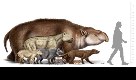 notibrasil sociedade