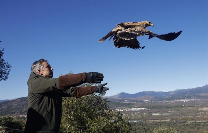 El consejero de Medio Ambiente, Agricultura e Interior de la Comunidad de Madrid, Carlos Novillo, libera a dos ejemplares de águila imperial rehabilitados en el CRAS Félix Rodríguez de la Fuente