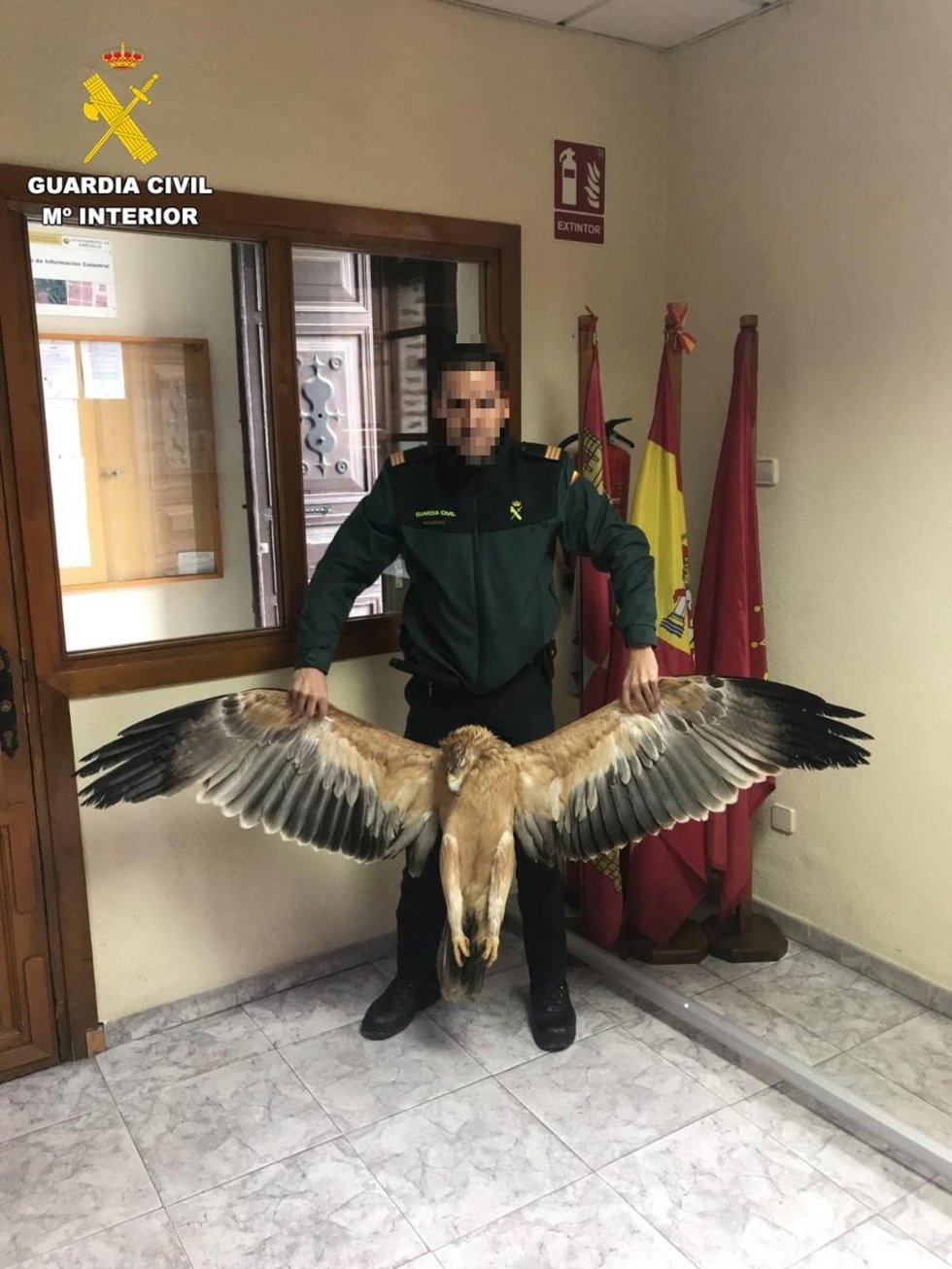 Cuatro titulares de líneas eléctricas, investigados por la muerte de 45 aves protegidas en Ávila.