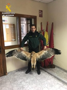 Quatro proprietários de linhas elétricas são investigados pela morte de 45 aves protegidas em Ávila.