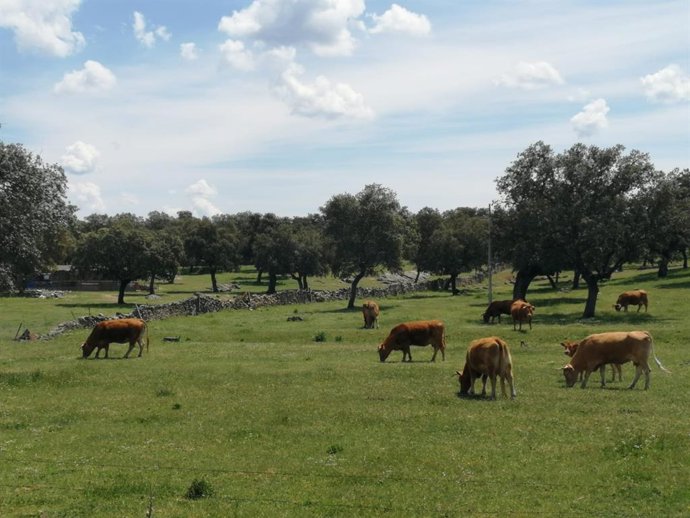 Archivo - Asaja destaca que las últimas lluvias han beneficiado a la ganadería en la provincia.