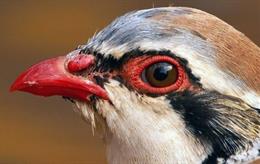 Archivo - Una imagen de una perdiz roja