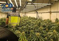 La Policía Nacional localiza tres plantaciones con casi 900 plantas de marihuana en Cartagena