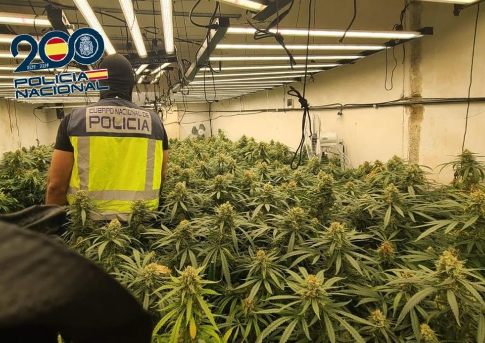 Sucesos.- La Policía Nacional localiza tres plantaciones con casi 900 plantas de marihuana en Cartagena