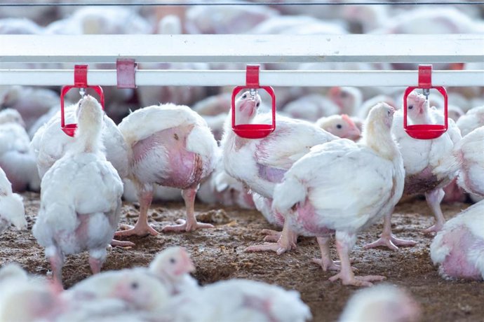 Granja de engorde de pollos, a 16 de noviembre de 2025, en El Rincón del Obispo, Cáceres, Extremadura (España).