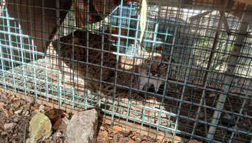 Es Andalucía - Córdoba