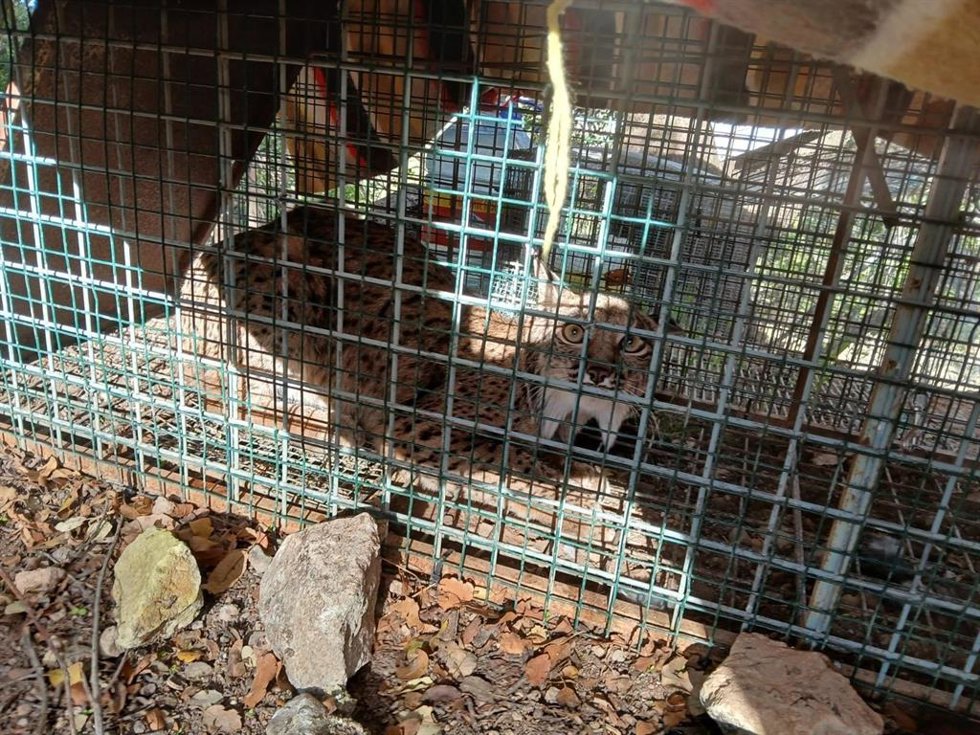 El nuevo ejemplar de lince identificado y marcado en Andalucía, concretamente en Cabra (Córdoba).