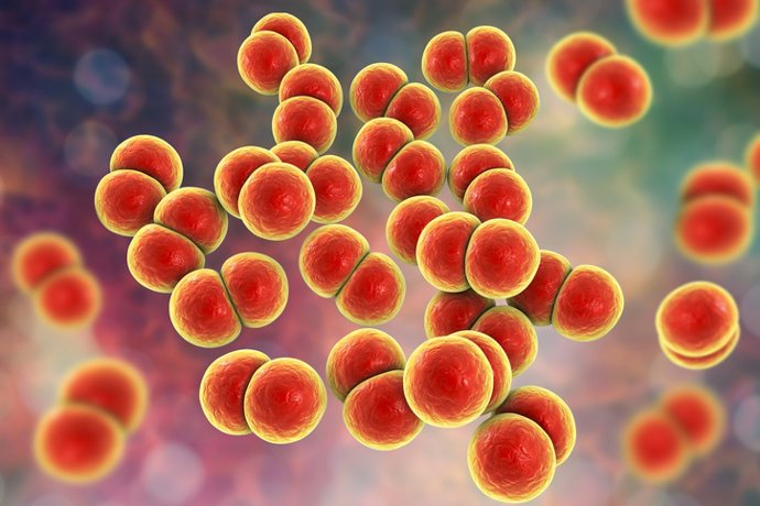 Archivo - Arquivo - A bactéria "Neisseria gonorrhoeae", a causa da gonorreia.