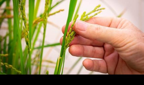 notibrasil sociedade